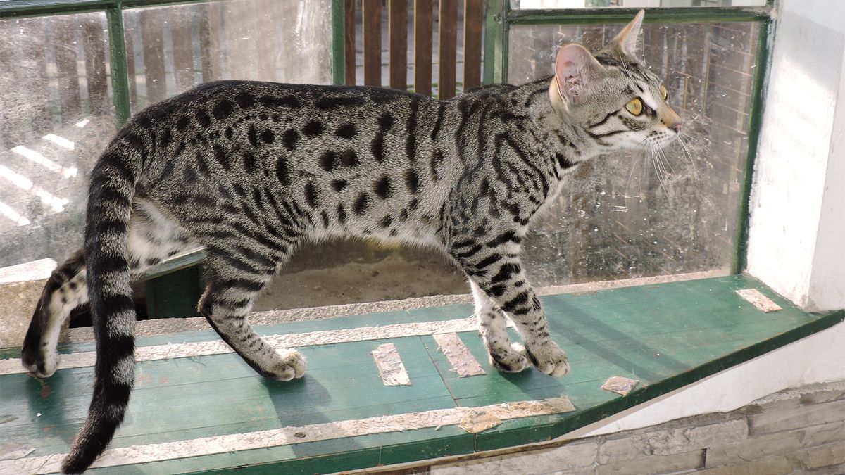 are savannah cats a good family dog