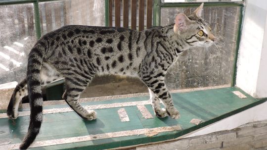 Exotic or Exploited? The Controversial Savannah Cat