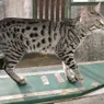 Exotic or Exploited? The Controversial Savannah Cat