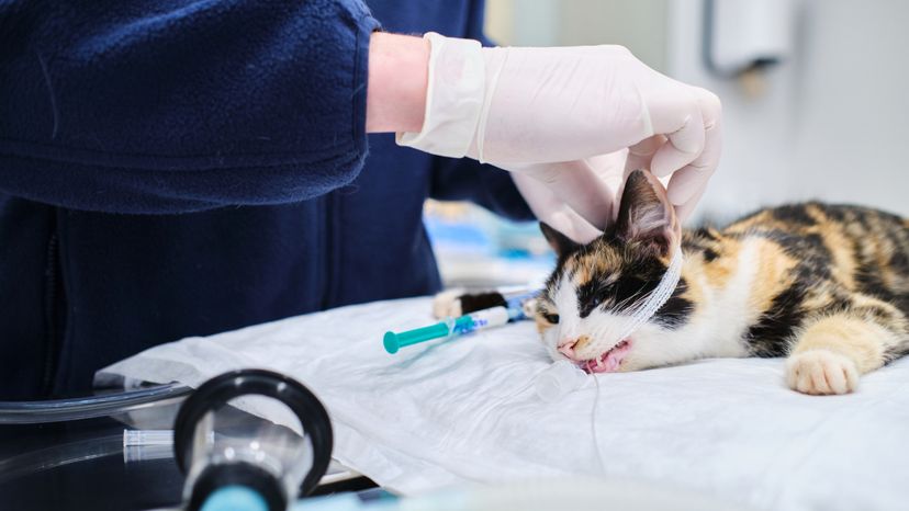 A vet treating a cat with a breathing tube in its mouth. 