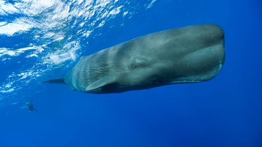 9巨大的关于抹香鲸,巨大的海洋生物”border=