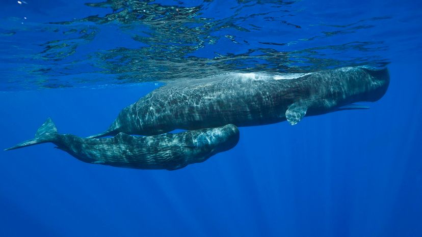 sperm whale