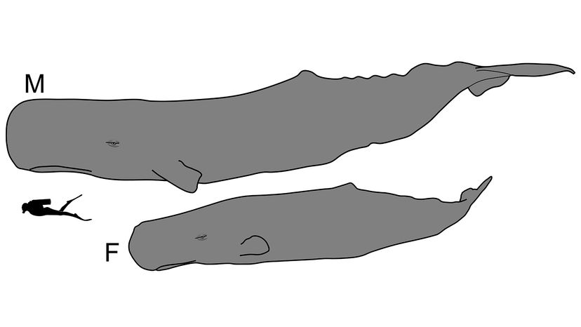 sperm whale