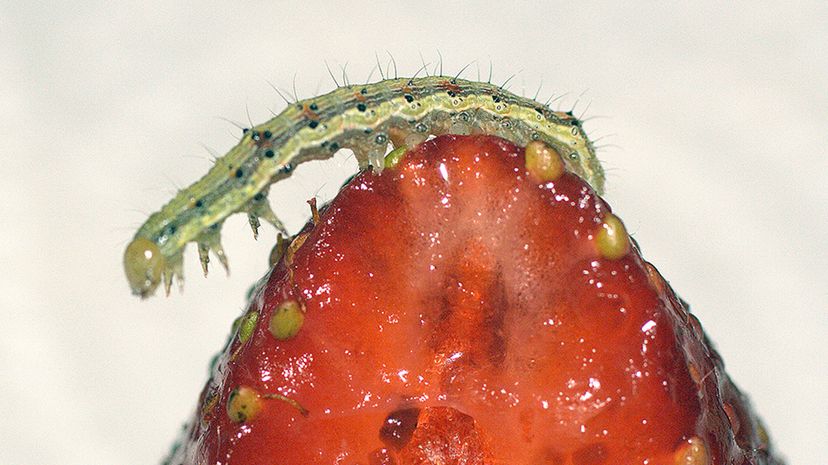A Helicoverpa armígera caterpillar photographed atop a strawberry. New research observed the similar Spodoptera exigua caterpillars turning to cannibalism after encountering a certain compound in tomato plant leaves. Martius/Flickr/CC BY-2.0
