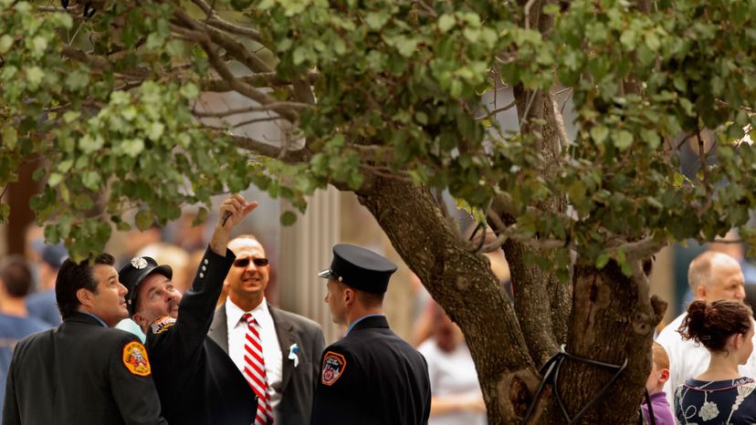 2011年，在纽约市世贸中心遗址举行的2001年9月11日恐怖袭击十周年纪念仪式上，纽约消防局消防队员在9月11日纪念广场观看9月11日幸存者树。芯片Somodevilla/Getty Images