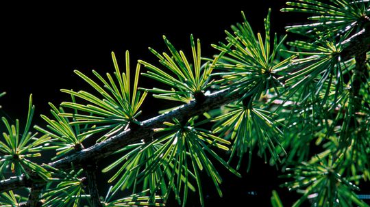 Tamarack Tree