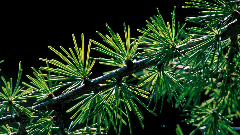 A Tamarack tree branch. 