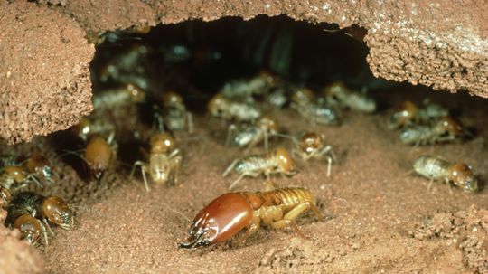 Termites vs. Ants