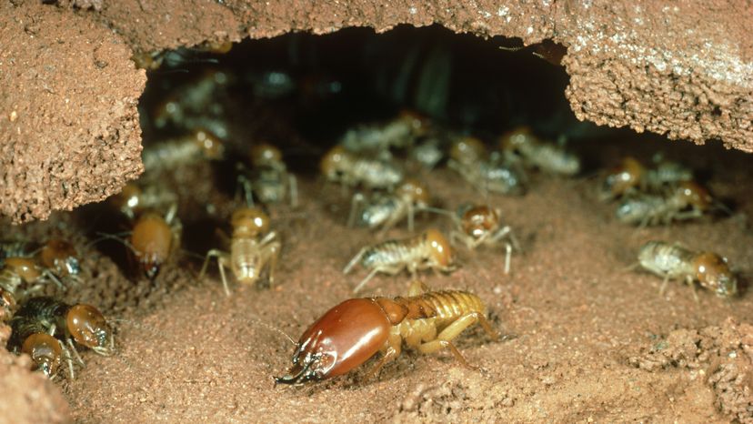 Termites in their mound. 