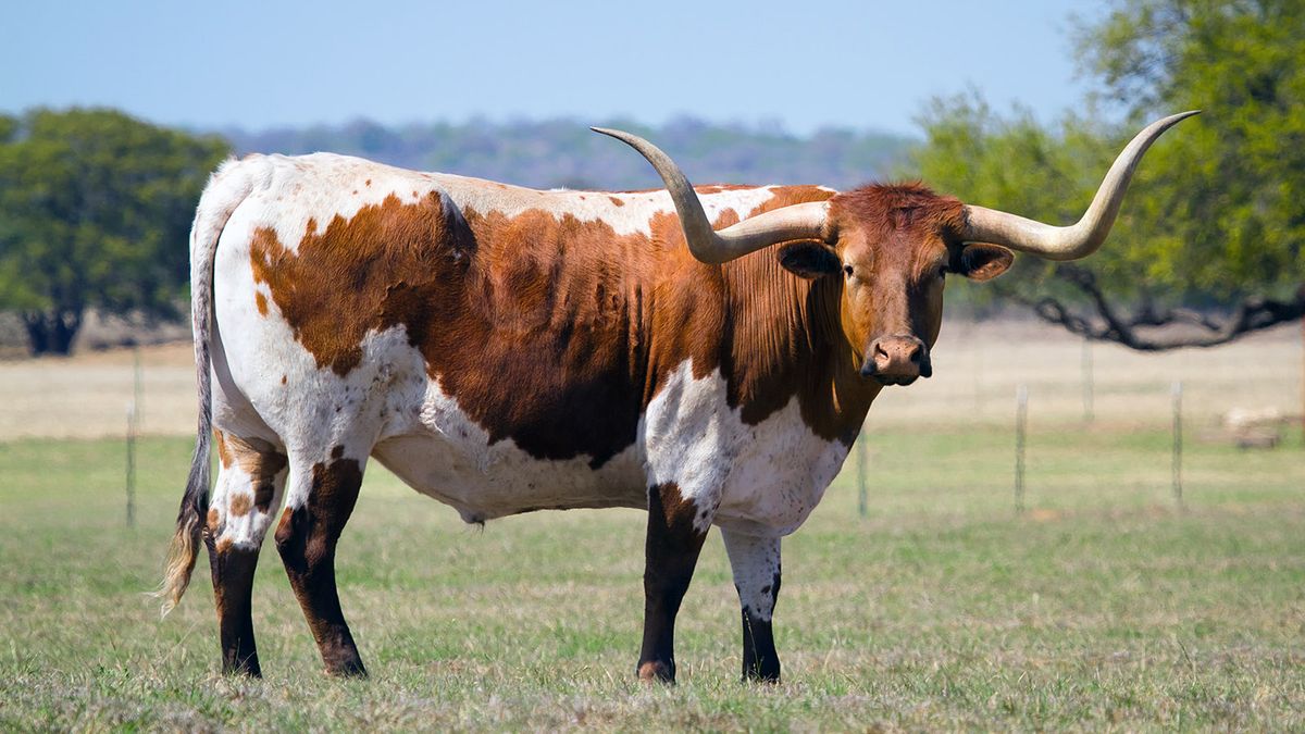 Техасский бык лонгхорн