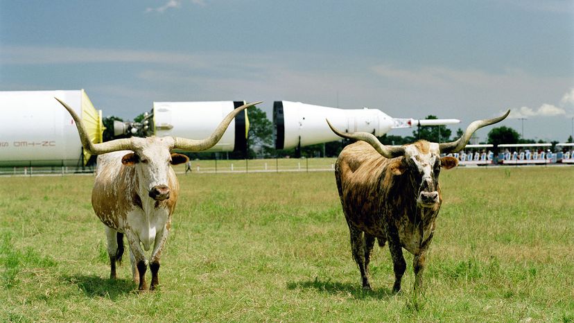 longhorn cattle at Johnson Space Center