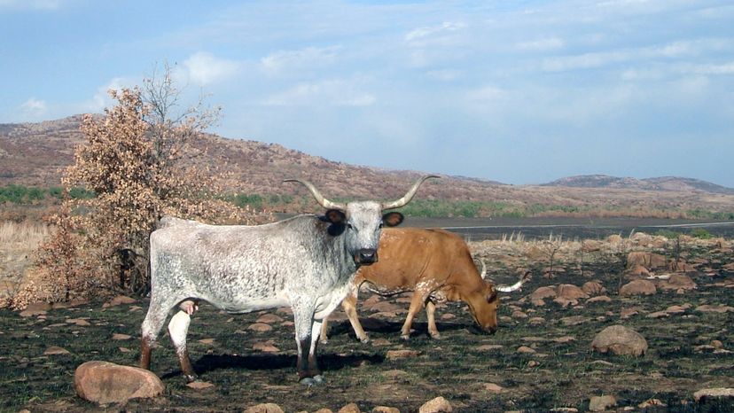 Oklahoma's Wichita Mountains Wildlife Refuge