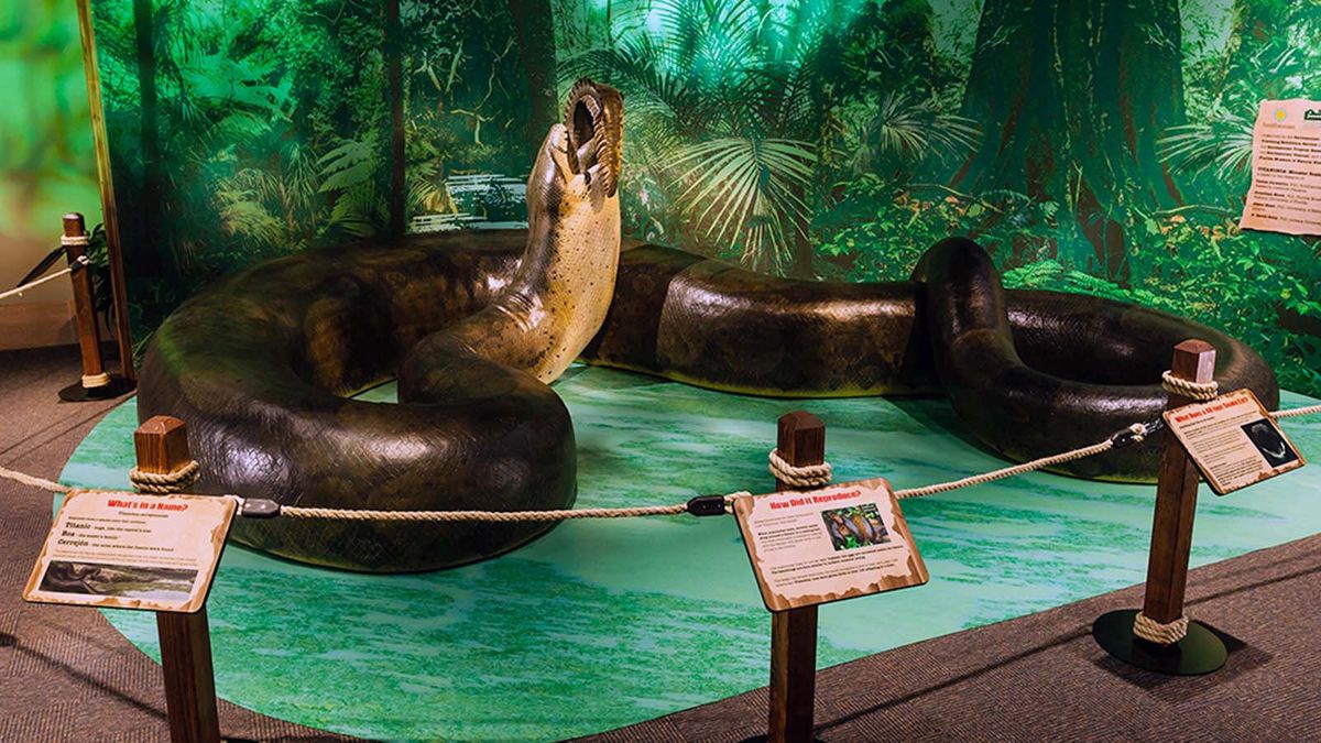 titanoboa vs anaconda size