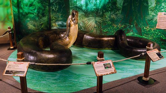 The Massive Titanoboa Snake Once Ruled the Colombian Rainforest