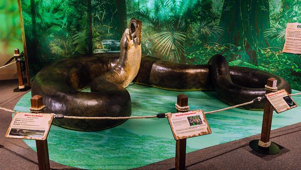 Titanoboa