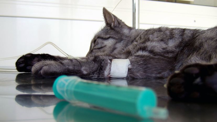 A sick cat receiving treatment 