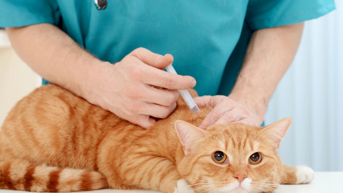 How to Treat a Poisoned Cat Tips and Guidelines HowStuffWorks