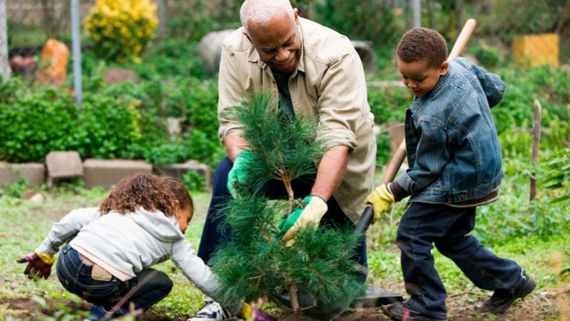 An elderly man planting a tree with his two grandchildren. 
