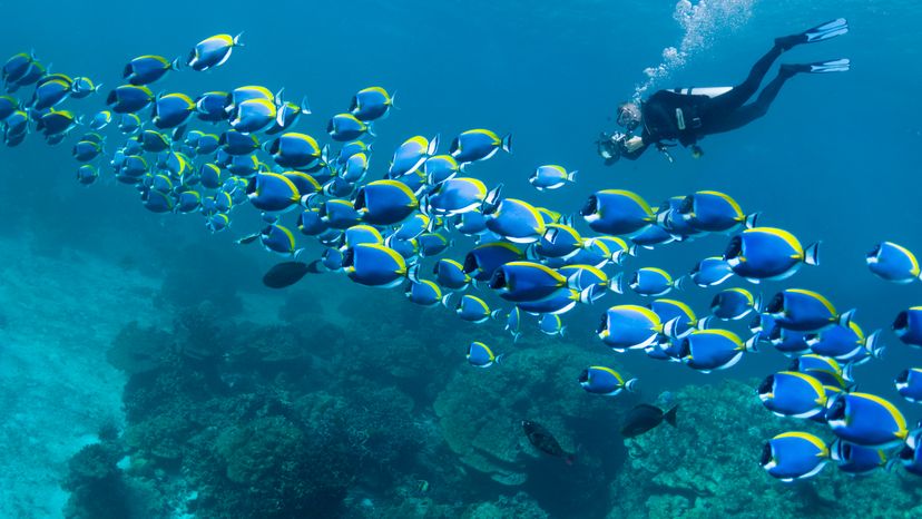 Powderblue surgeonfish with a scuba diver taking pictures.