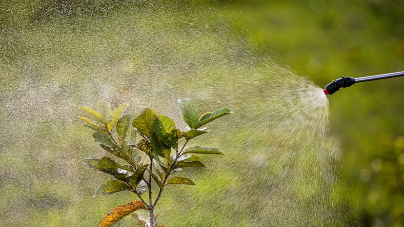 A close up of a plant being sprayed with pesticides. 