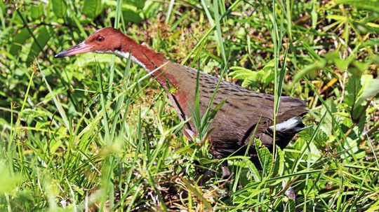 迭代进化：Aldabra Rail是否进化了两次？“border=