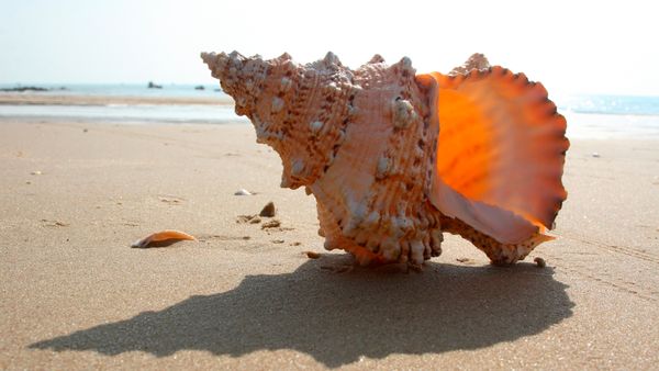 A conch shell on a beach. 