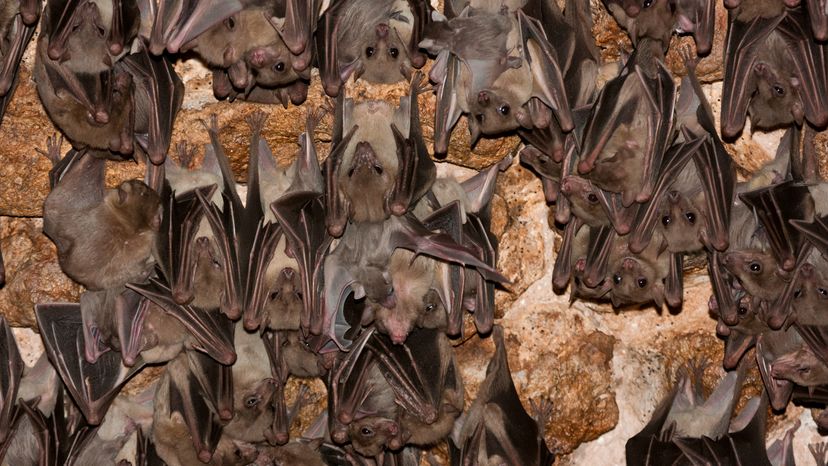 Egyptian bats hanging upside down from a cave's ceiling