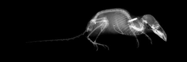 X-ray image of a common shrew