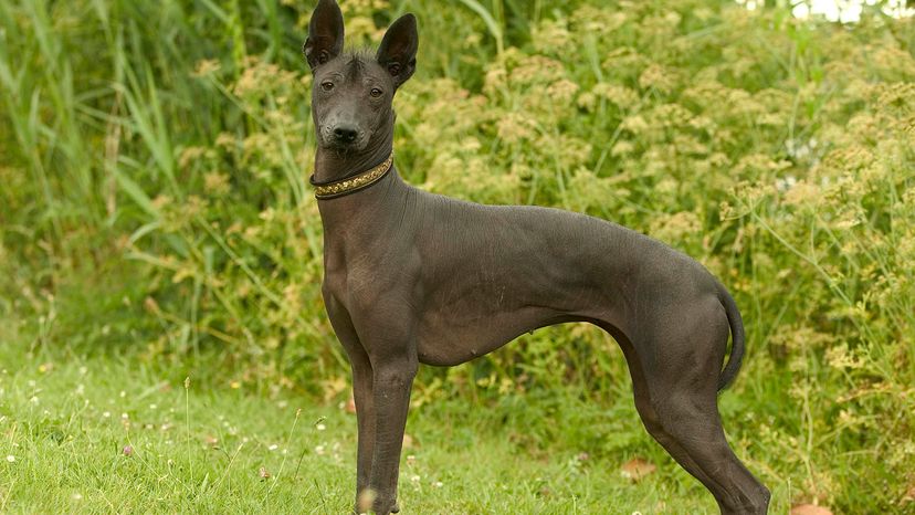 Xoloitzcuintli	