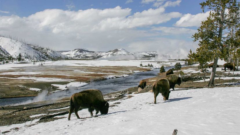 Yellowstone in winter