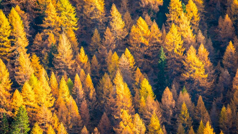 An aerial view of a group of yellow pine trees. 