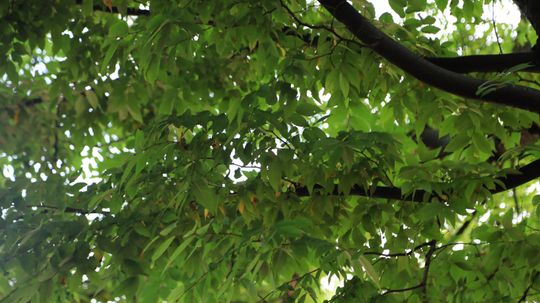 Japanese Zelkova Tree