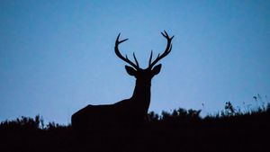 Deer silhouette