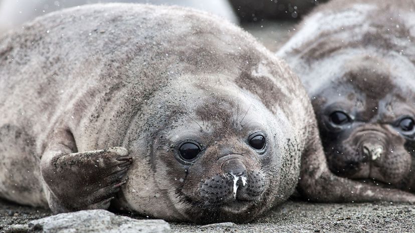  baby seal with runny nose