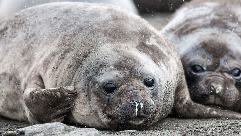 baby seal with runny nose