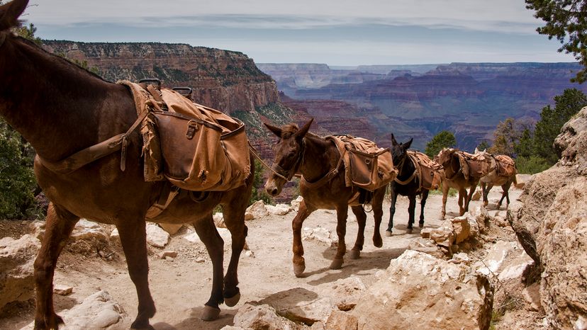 A caravan of mules with packs walk up a trail with the Grand Canyon in the background