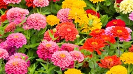 Multicolor Annual Flowers