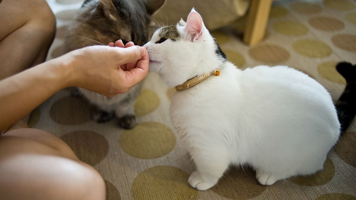 munchkin cat and dachshund