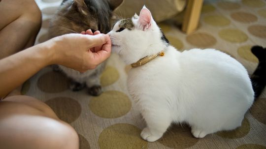 Munchkin Cats: The Wiener Dogs of the Feline World