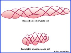 How Muscles Work | HowStuffWorks