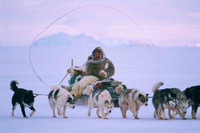 Dog enjoying winter outdoors in cold snowy weather.