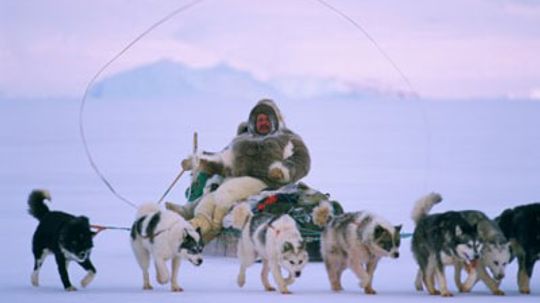 Did You See Anything More Odd Than This Dogsled At The Bills Game