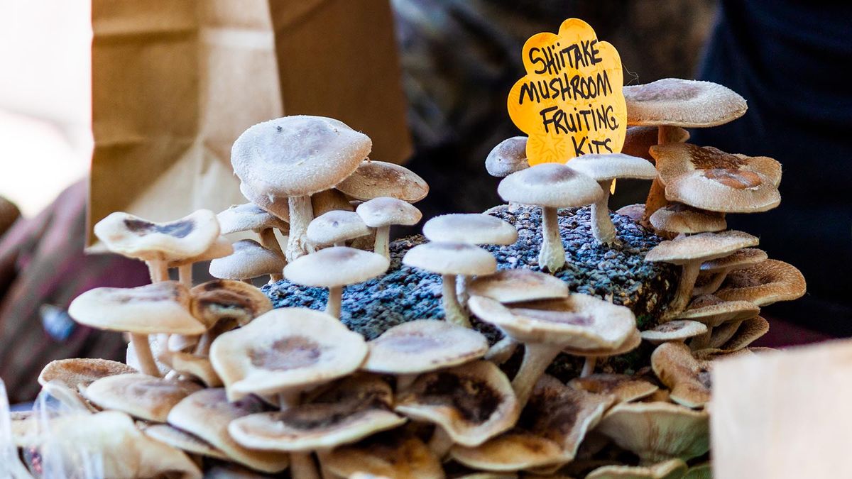 Growing Mushrooms at Home Is Easier Than You Think HowStuffWorks