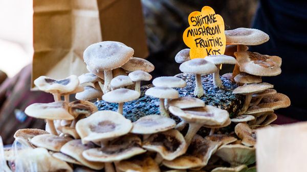 Growing Mushrooms at Home Is Easier Than You Think