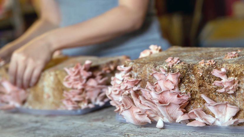 pink oyster mushroom kit