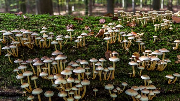 Hermès is experimenting with one very magic mushroom