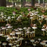 Can Mushrooms Actually Help Save the Planet?
