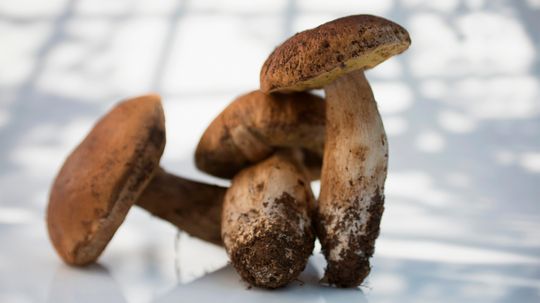 Mushrooms: Wash 'em or Brush 'em Off?