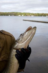 Man holding a muskie caught in a lake.