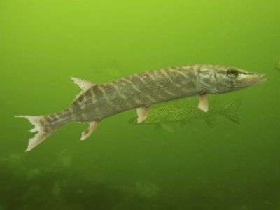 Fish swim in nature's watery wildlife, providing food.